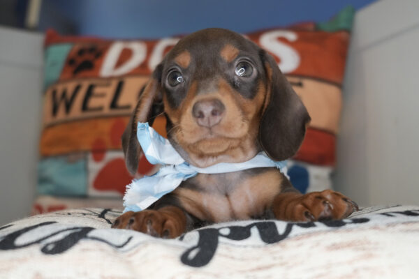 Snickers Miniature Dachshund 01