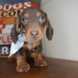 Snickers Miniature Dachshund 02