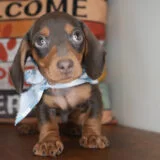 Snickers Miniature Dachshund 03