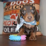 Snickers Miniature Dachshund 04