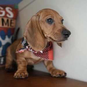 Sparky Miniature Dachshund 01