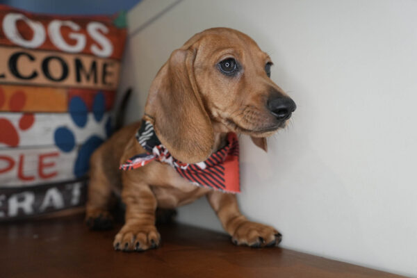 Sparky Miniature Dachshund 01