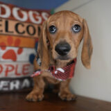 Sparky Miniature Dachshund 02