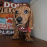 Sparky Miniature Dachshund 03