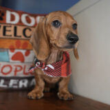 Sparky Miniature Dachshund 04