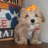 Sweet Pea Maltipoo 01