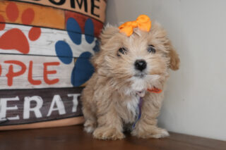 Sweet Pea Maltipoo 01