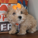 Sweet Pea Maltipoo 02