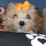 Sweet Pea Maltipoo 03