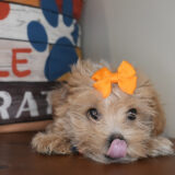 Sweet Pea Maltipoo 04