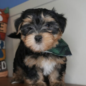 Tater Tot Morkie 01