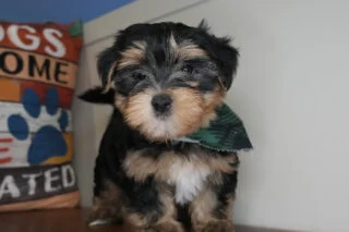 Tater Tot Morkie 01