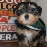 Tater Tot Morkie 02