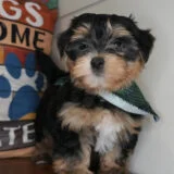 Tater Tot Morkie 03