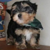 Tater Tot Morkie 04