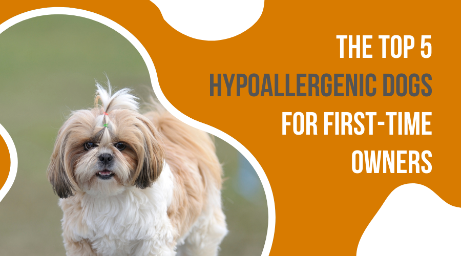 The Top 5 Hypoallergenic Dogs for First-Time Owners