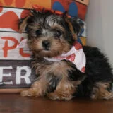 Trix Yorkshire Terrier 02