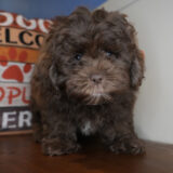 Truffle Shihpoo 01