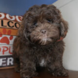 Truffle Shihpoo 02