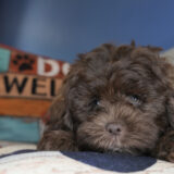 Truffle Shihpoo 03