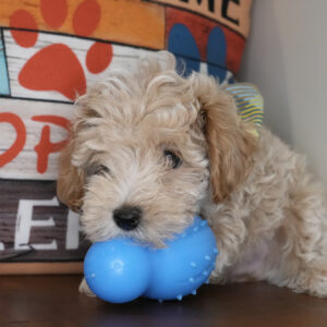 Waffles Maltipoo 01