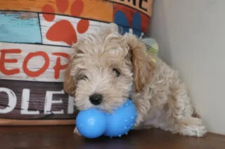 Waffles Maltipoo 01