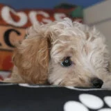 Waffles Maltipoo 03