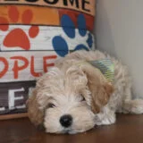 Waffles Maltipoo 04