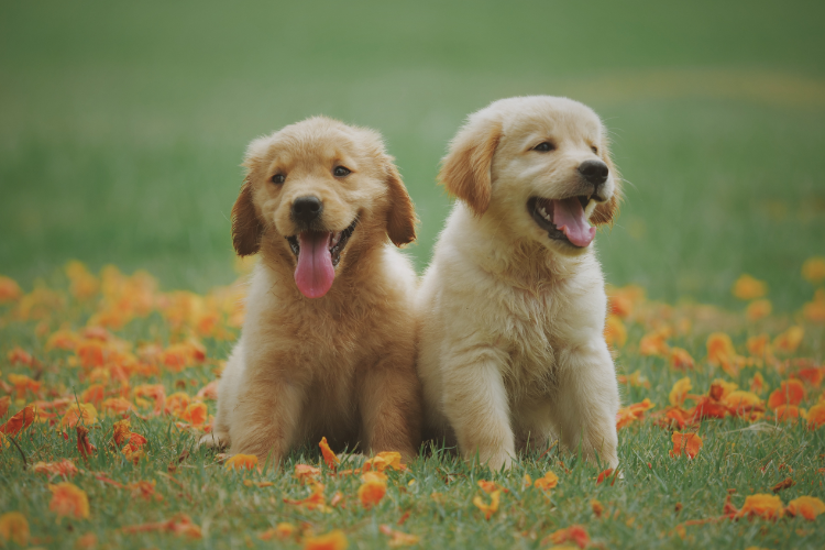 Places to buy puppies near me hotsell