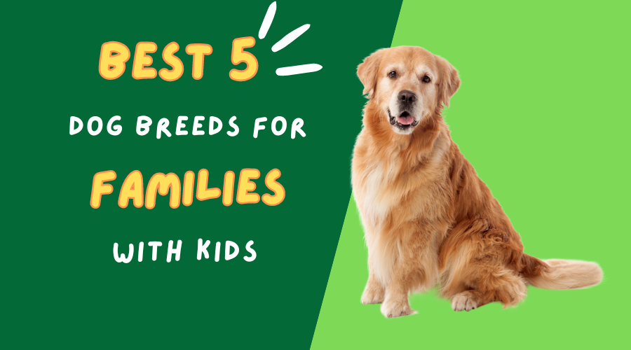 What Are The Best 5 Dog Breeds for Families With Kids?