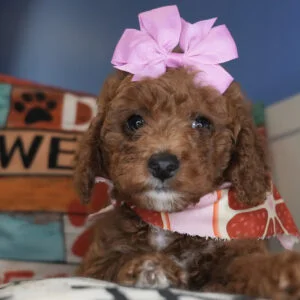 Wonton Miniature Goldendoodle 01