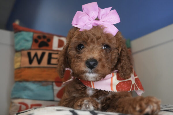 Wonton Miniature Goldendoodle 01