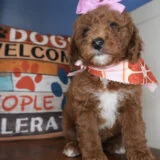 Wonton Miniature Goldendoodle 02