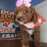 Wonton Miniature Goldendoodle 03