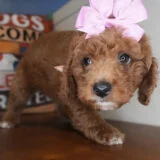 Wonton Miniature Goldendoodle 04