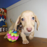 Yoshi Miniature Dachshund 03