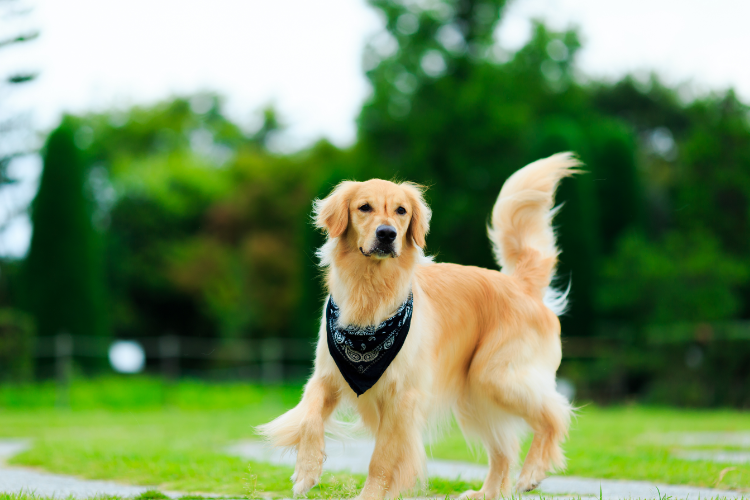 1. Golden Retrievers: The All-American Family Dog