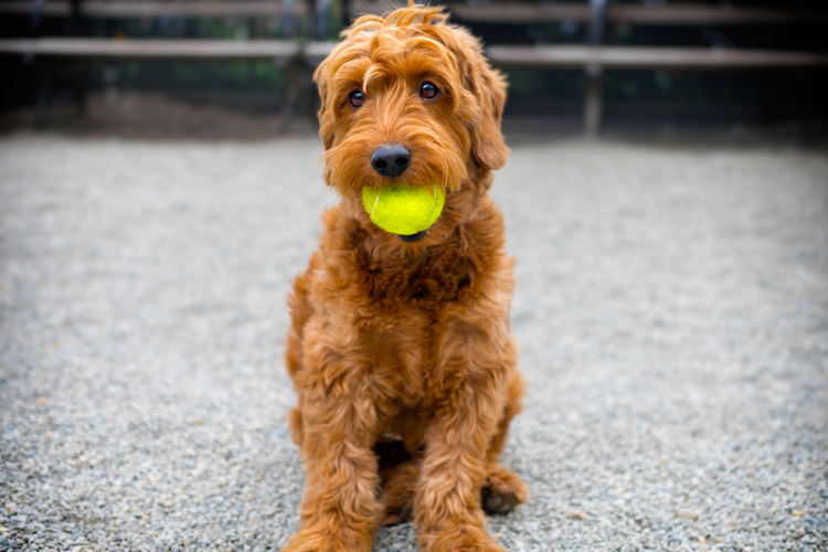 1. Miniature Goldendoodles