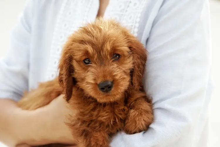 1. Miniature Goldendoodles