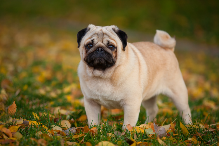 10. Pugs