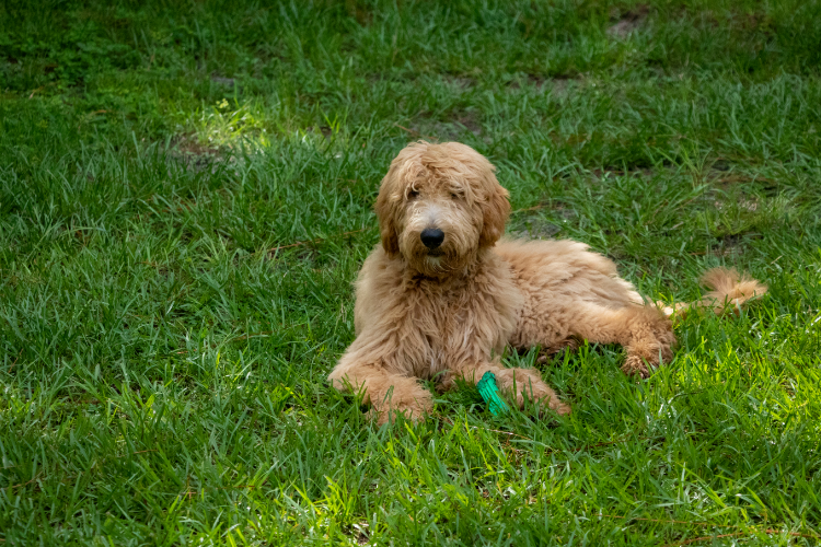 2. Goldendoodles: The Best of Both Worlds