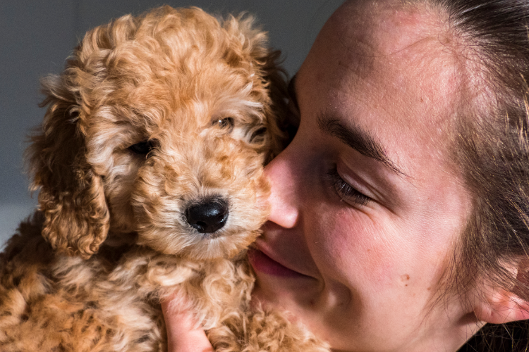 3. Bichon Poos (Bichapoos): The Charming Companion