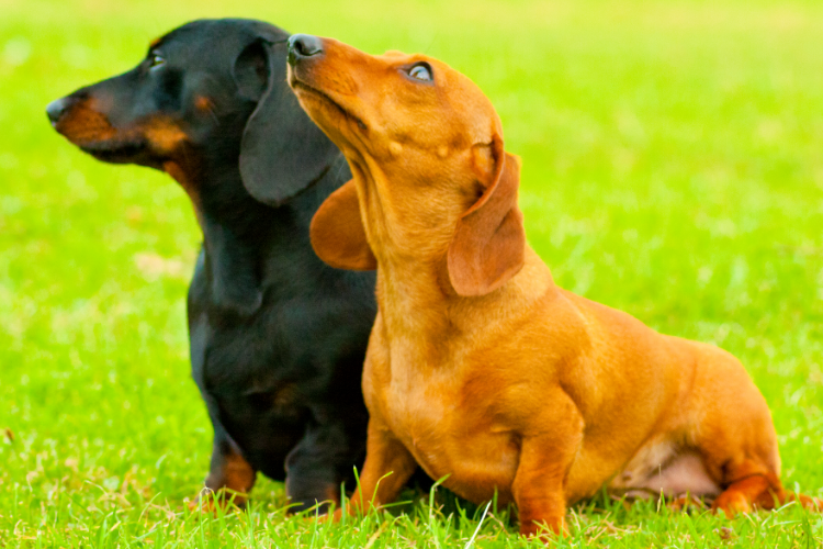 5. Miniature Dachshunds