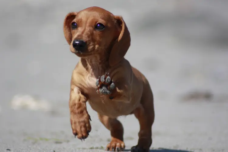 5. Miniature Dachshunds