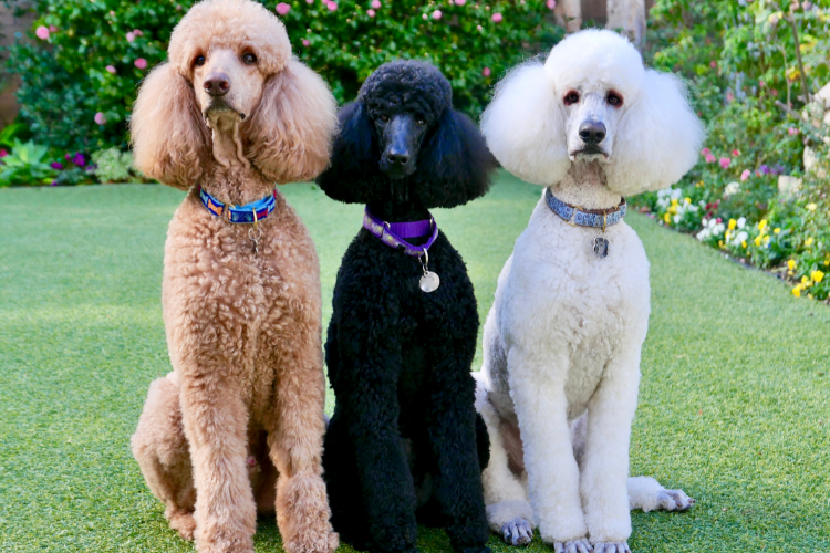 5. Poodles- The Intelligent All-Rounder