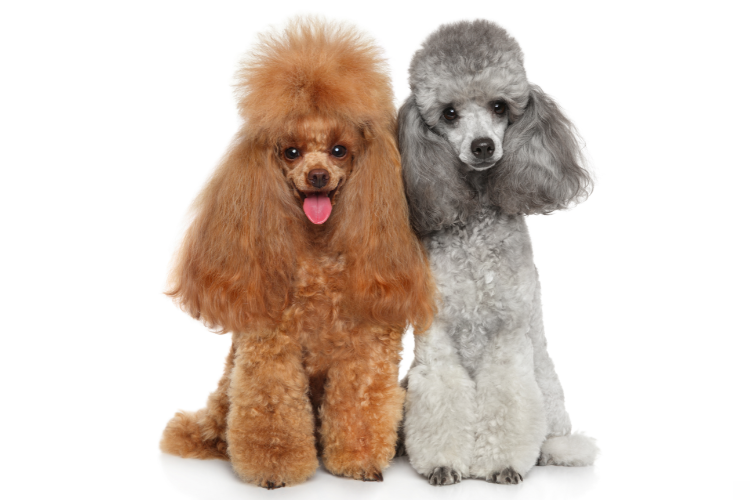 6. Poodles