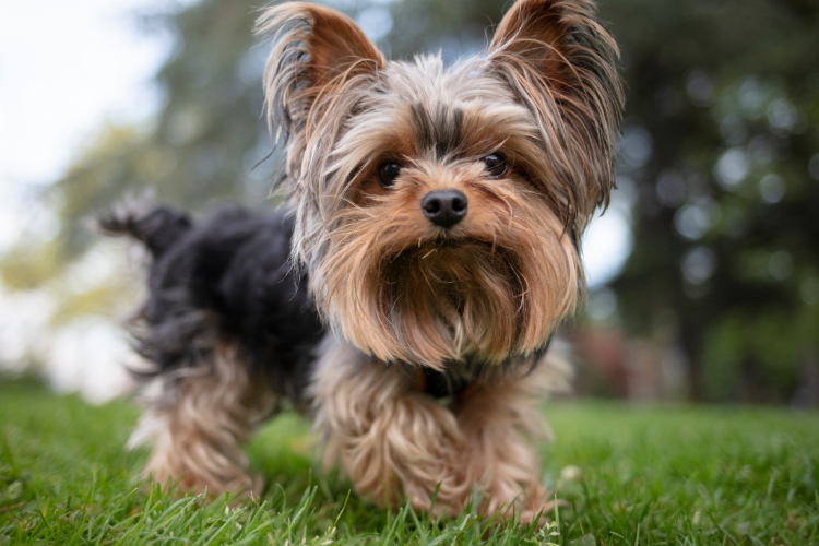 7. Yorkshire Terriers