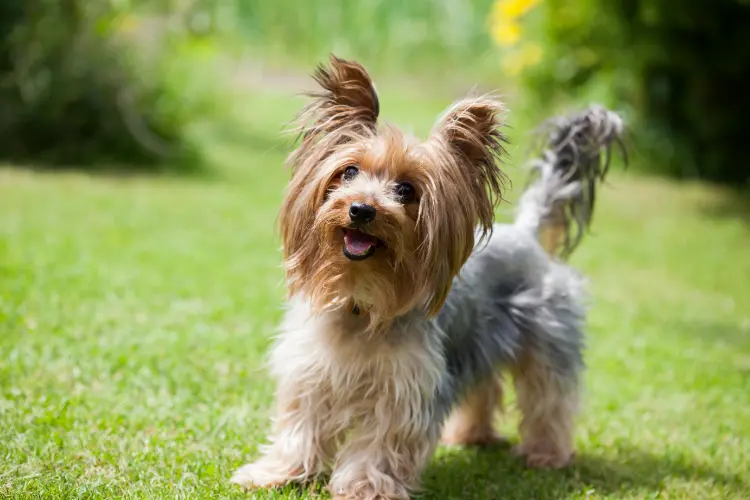 7. Yorkshire Terriers