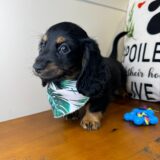 Alvin Miniature Dachshund 02