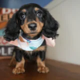 Angelique Miniature Dachshund 01